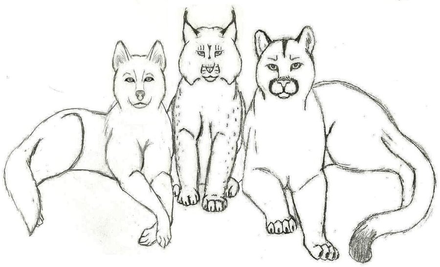 Wolf, Lynx, Cougar Tattoo Designs