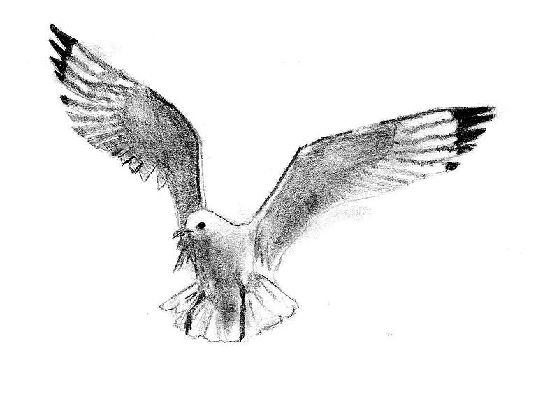 Seagull Albatross Tattoo Design
