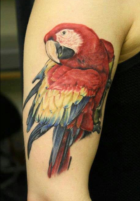 Right Bicep Color Parrot Tattoo